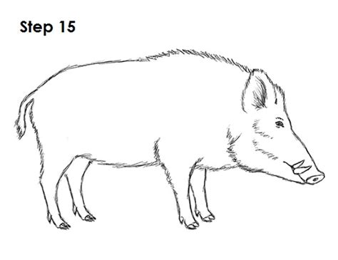 How To Draw A Wild Boar Video And Step By Step Pictures