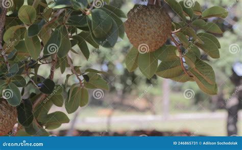 A Tree Of Araticum Do Cerrado Annona Crassiflora Isolated With Many Fruits Marolo Fruit