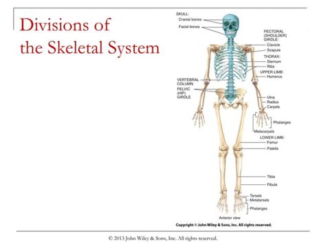 Chapter 6 The Skeletal System