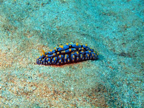 Sea Slugs Of The South Chinese Sea Stock Photo Image Of Invertebrate