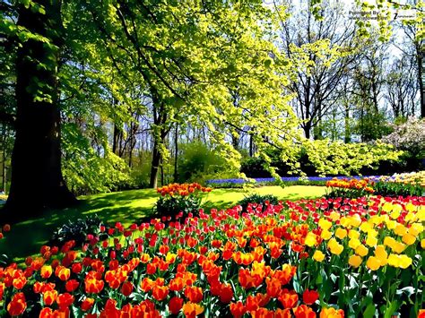 Aggregate more than 74 tulip flower garden wallpaper best - 3tdesign.edu.vn