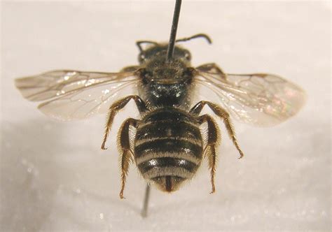 Halictus Tumulorum Pinned Female Purley Park Warwickshi Flickr