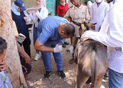 الزراعة إطلاق 53 قافلة بيطرية مجانية لعلاج أكثر من 47 ألف رأس ماشية