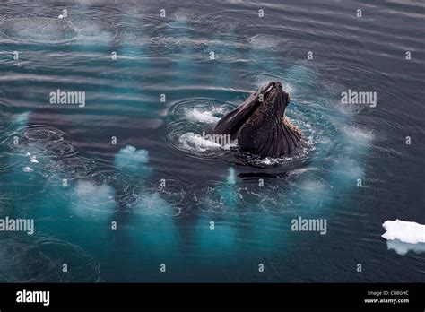 Humpback Whales Megaptera Novaeangliae Bubble Net Feeding By Stock