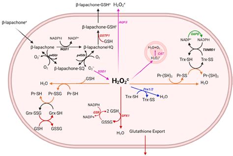 Generation Of A Relevant Model Of Drug Metabolism And Hydrogen Peroxide