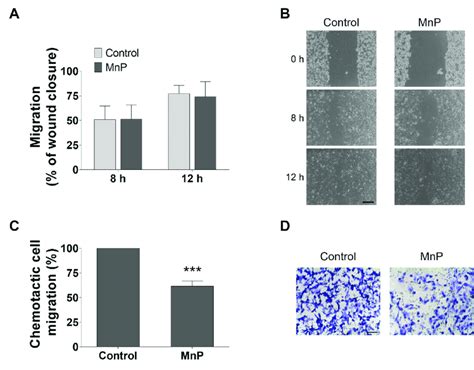 Effect Of Mnp Treatment 025 μm On 786 O Cell Motility Collective