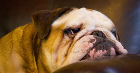 English Bulldog Wallpaper 4k Ultra Hd Wallpaper Bulldog Wallpaper