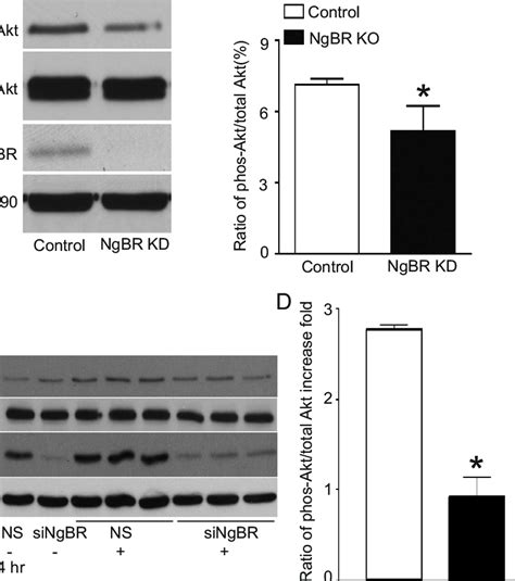 NgBR Knockdown Decreases The Phosphorylation Of Akt In Breast Tumor