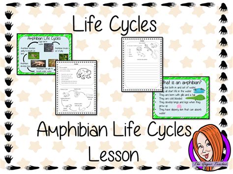 Amphibian Life Cycles - Complete Science Lesson | Teaching Resources