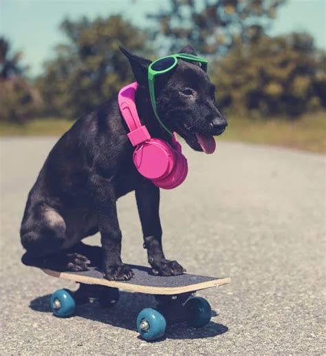 Dog Skateboard Stock Photos Royalty Free Dog Skateboard Images