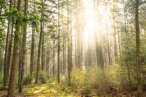 Atmosphere Environment Forest Forest Landscape Fresh Green Landscape Light Morning