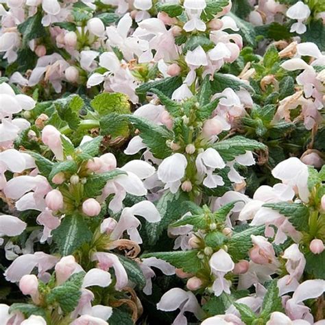 Lamium Shell Pink L Pot Ardcarne Garden Centre Roscommon Boyle