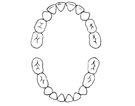 universal numbering primary teeth quiz