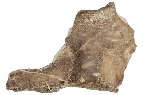 27 2 Fossil Plesiosaur Paddle And Coracoid Asfla Morocco 199983 For Sale