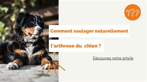 Comment Soulager Naturellement Larthrose Du Chien Akhal Fr