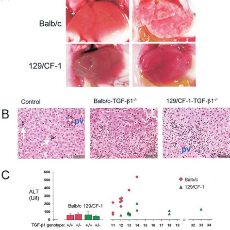 Balbc Tgf 1 Th Cells Are Th1 Cells Isolated Cd4 T Cells Were