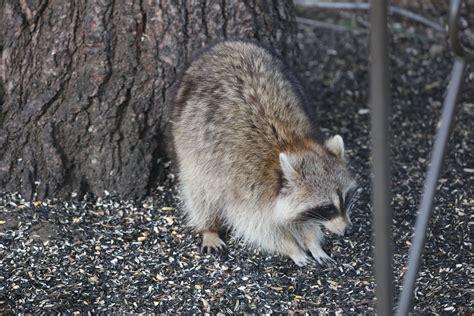 Raccoons At The Feeders Ypsilanti Michigan April 2023 Flickr