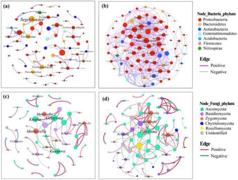 Bacterial A B And Fungal C D Co Occurrence Networks Of Dagongba