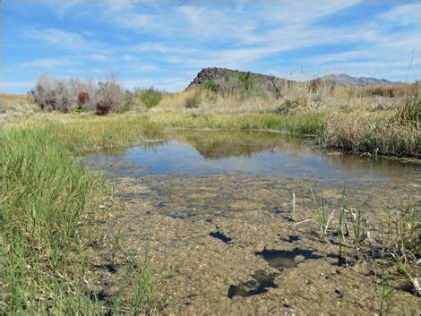 Birding Around Las Vegas Shoshone Aqua Birding Trail