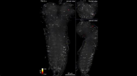 The Neural Activity Of A Fruit Fly  On Imgur