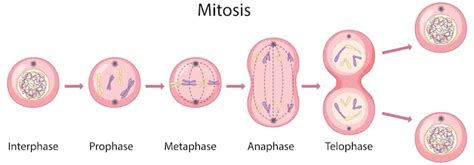 Diagram Of Mitosis Geeksforgeeks