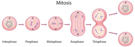 Labelled Diagram of Metosis with Explanation - GeeksforGeeks