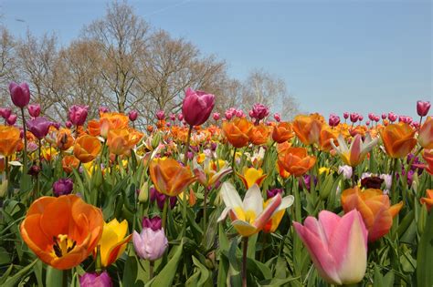 Tulipanes Flores Campo De Foto Gratis En Pixabay Pixabay