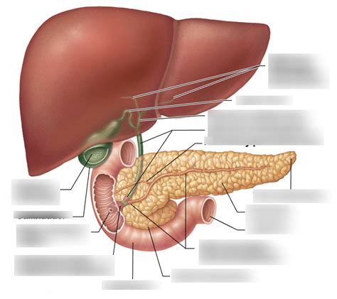 Pancreas And Bile Duct Diagram Quizlet