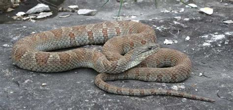 Lake Erie Watersnake Nerodia Sipedon Insularum Photo Joe Crowley