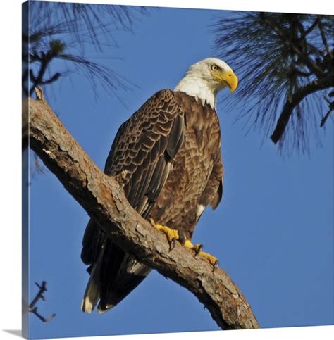 Bald Eagle | Great Big Canvas