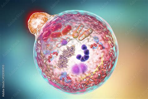 Mechanism Of Cellular Authophagy Illustration For Nobel Prize Award In