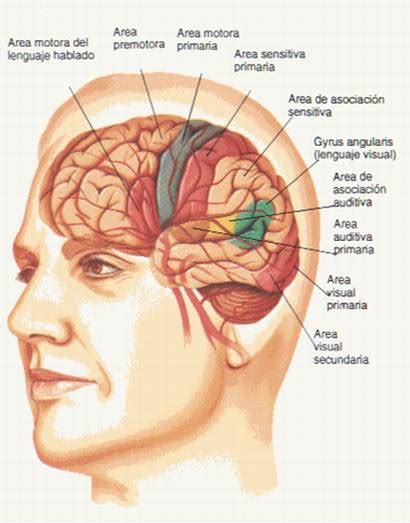 Anatom A Y Fisiolog A Del Sistema Nervioso