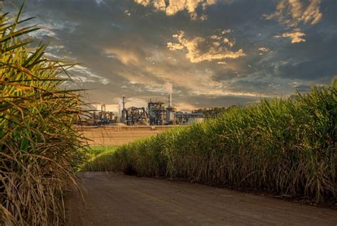 Moagem de cana de açúcar chega a 543 89 milhões de toneladas Midia Exata