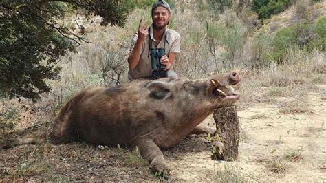 Caza Un Jabal H Brido De Kilos Y Largu Simos Colmillos