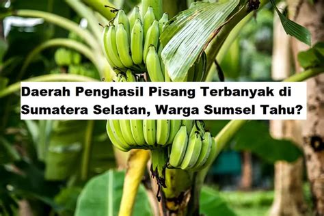 5 Daerah Penghasil Pisang Terbanyak Di Sumatera Selatan Juaranya