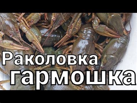 Раколовка ГАРМОШКА!!!Как выбрать и усовершенствовать для ловли раков ...
