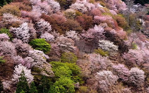 Yoshino Cherry Blossoms Travel Japan Japan National Tourism