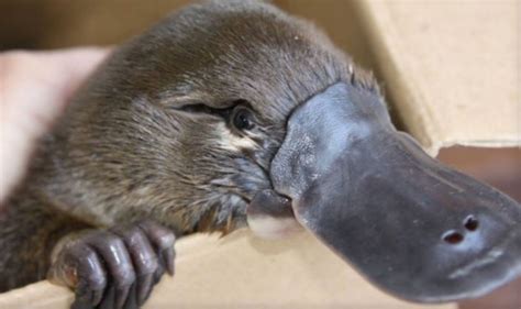 Authorities Hunt For Platypus Killer After Animals Found Decapitated