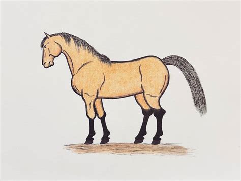 Buckskin Horse Drawing 6 By Jonstallion On Deviantart