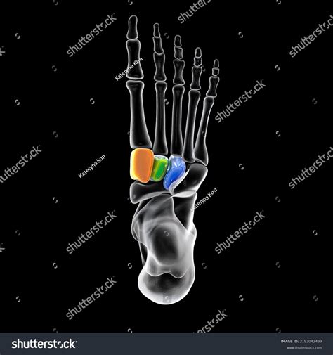 Cuneiform Bones Foot Human Foot Anatomy Stock Illustration 2193042439