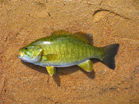 Muskiebait Adventures Smallmouth Bass Micropterus Dolomieu