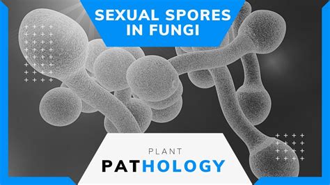 Sexual Spores In Fungi Sexual Reproduction In Fungi 3 Plant Pathology Fungi Youtube