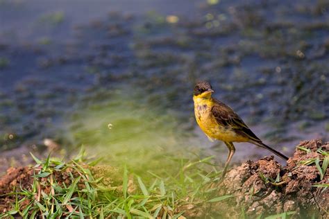 Yellow Wagtail Bird Nature Free Photo On Pixabay Pixabay