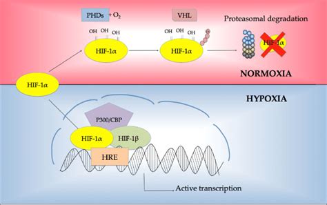 Regulation of HIF 1α protein under normoxia and hypoxia Abbreviations