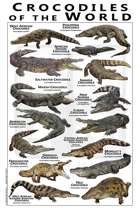 Crocodiles Of The World Poster Field Guide Etsy In 2021