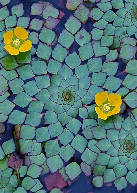 Mosaic Waterplant Photograph by Alan Olansky