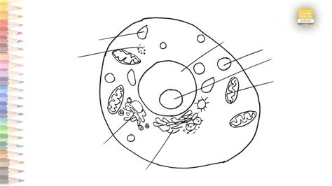 Simple Eukaryotic Cell Diagram Eukaryotic Cell Labeled And F