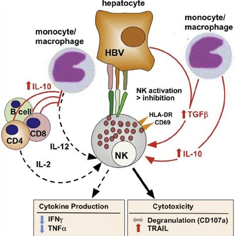 Altered Natural Killer Nk Cell Function In Chronic Hepatitis B Virus