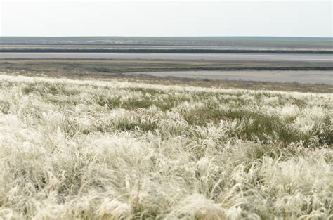 Eurasian Dry Grassland Group | EDGG