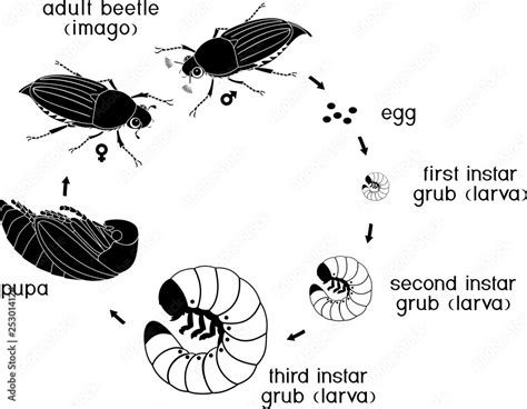 Life cycle of cockchafer. Sequence of stages of development of ...